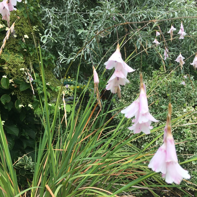 plant image 496267