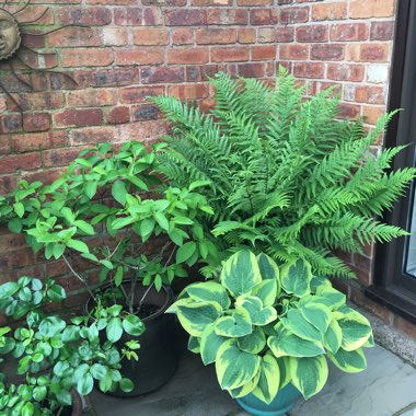 Lisa's garden