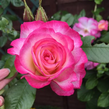 Lisa's garden