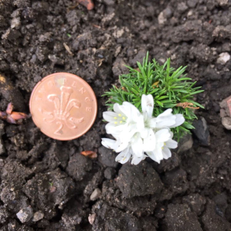 Plant image Armeria maritima 'Armada White'