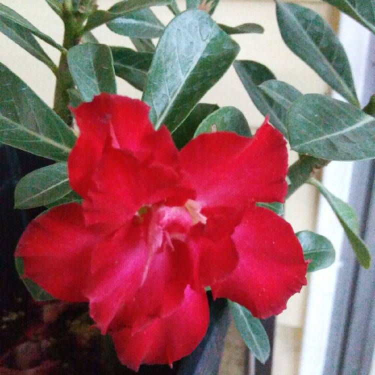 Plant image Adenium 'Milk Shake'