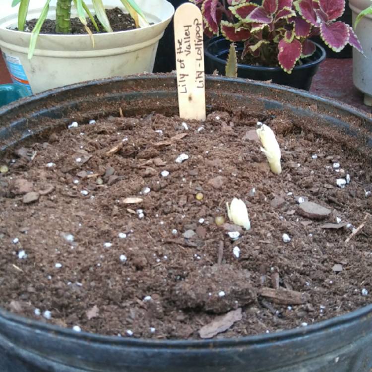 plant image 665914