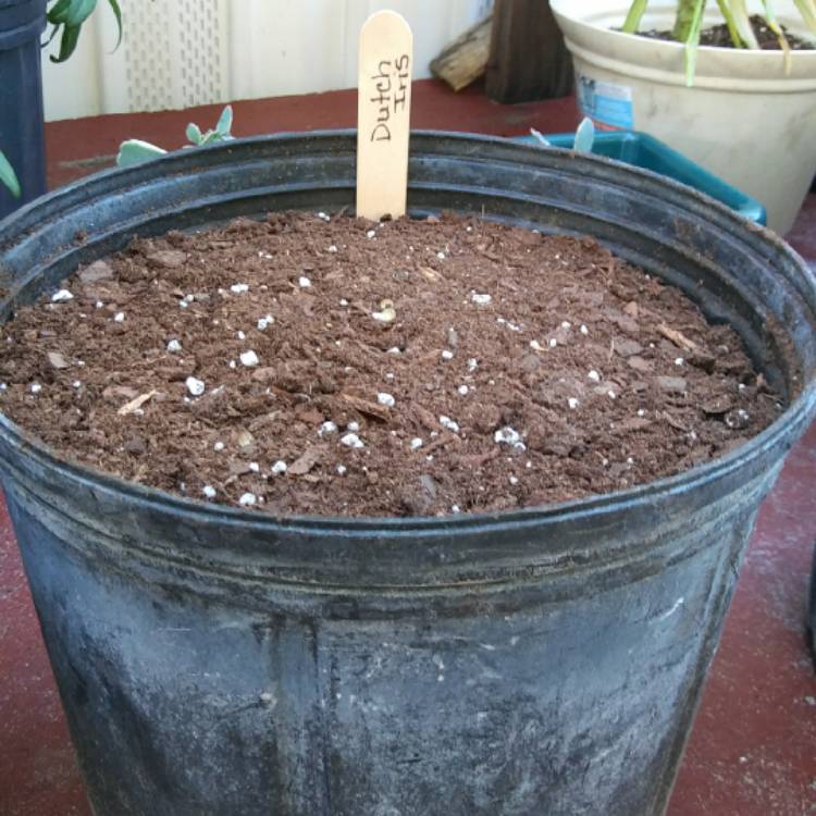 plant image 665918