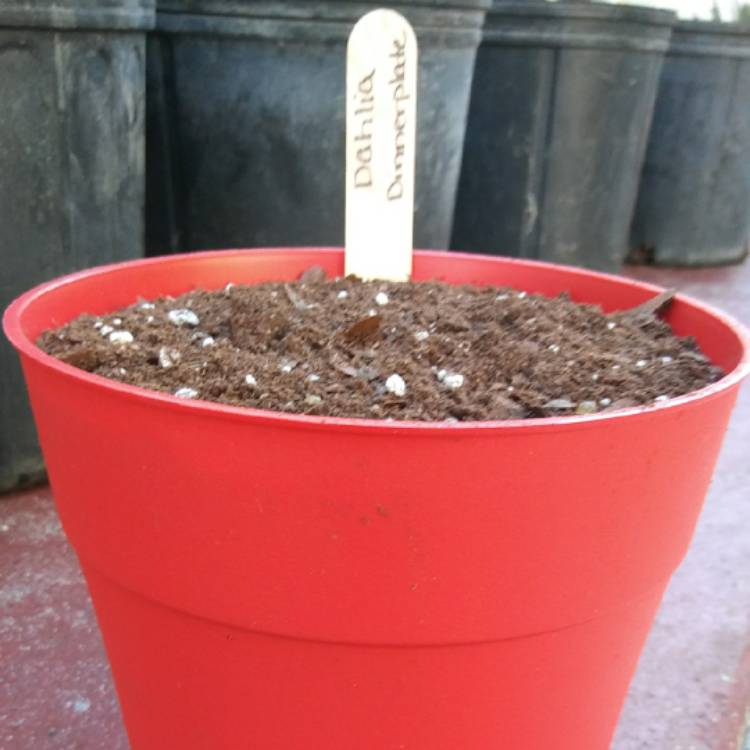 plant image 665922