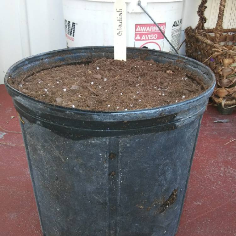 plant image 665931