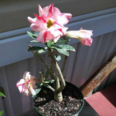 Desert Rose 'Milk Shake'