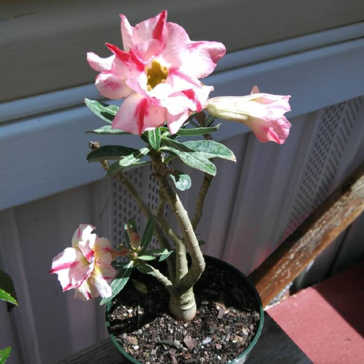 Plant image Adenium 'Milk Shake'