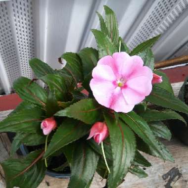 Impatiens