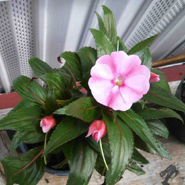 plant image 673995