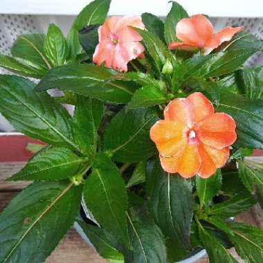 Impatiens