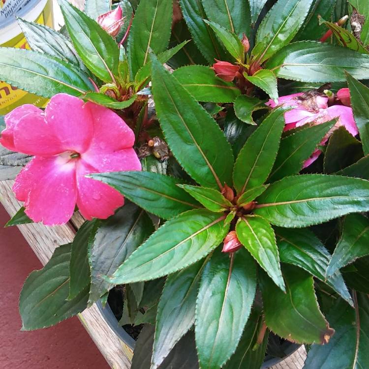 Plant image Impatiens Hawkerii 'Sunpatiens'