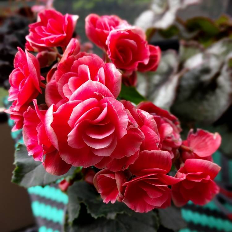 Plant image Begonia elatior 'Koppe Barkos'