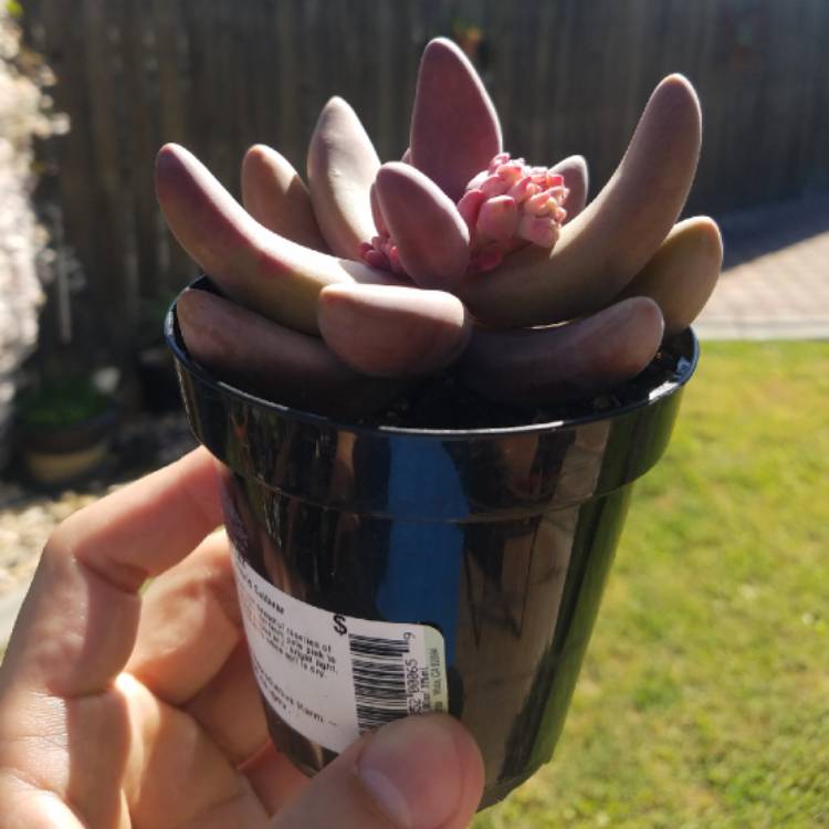 plant image 1002017 plant image 1002017