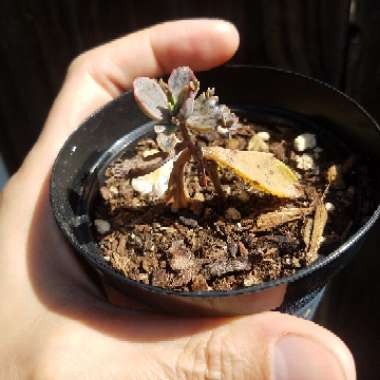 Kalanchoe daigremontiana syn. Bryophyllum daigremontianum