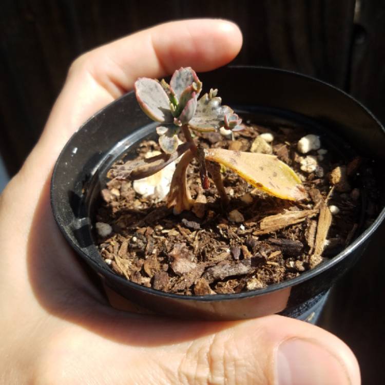 plant image 1013355