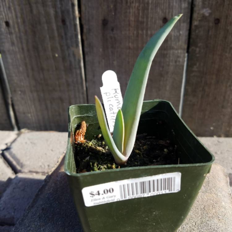 plant image 1026804