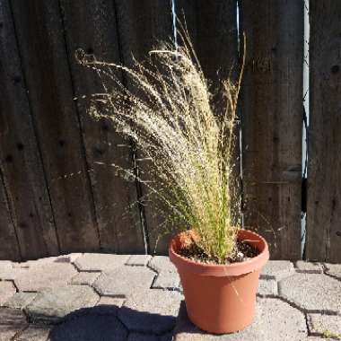 Nassella tenuissima syn. Stipa tenuissima