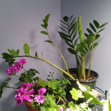 Zamioculcas zamiifolia
