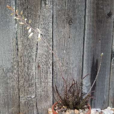 Aloe bellatula