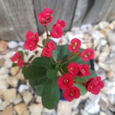Euphorbia milii - Miniature Variety