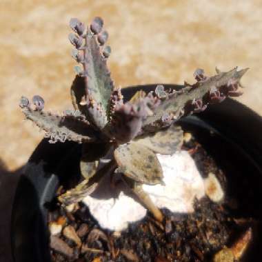 Kalanchoe daigremontiana syn. Bryophyllum daigremontianum