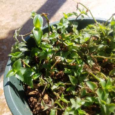 Tradescantia fluminensis