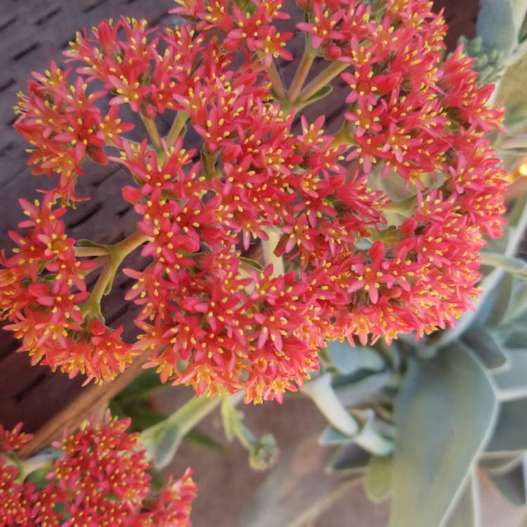 plant image 1120706