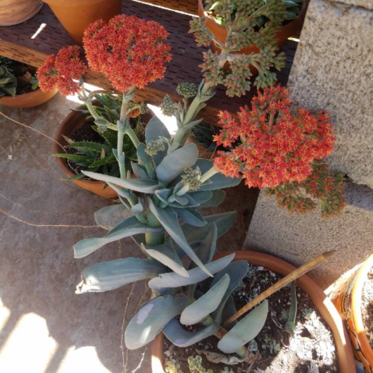 plant image 1121026