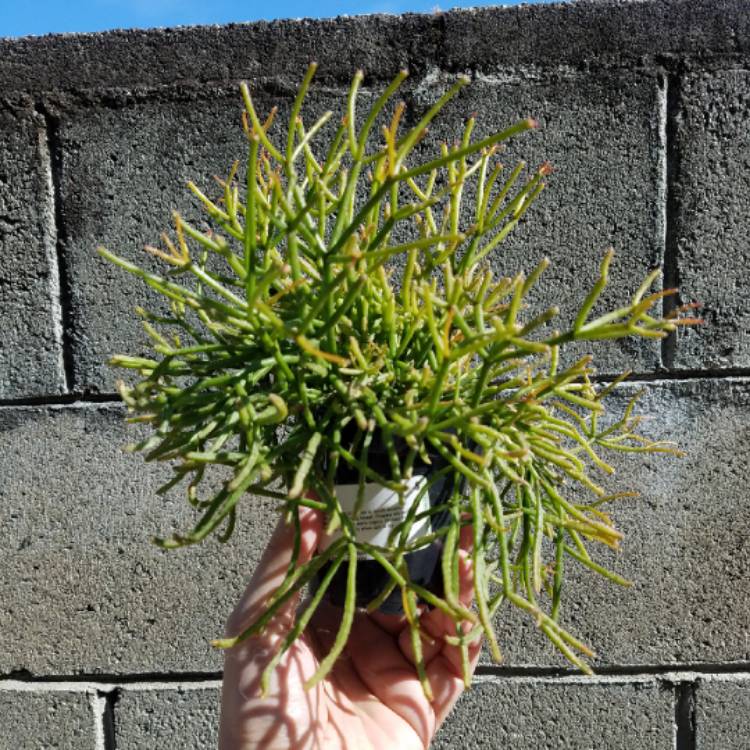 plant image 1254400