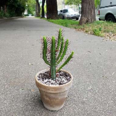 Euphorbia enopla