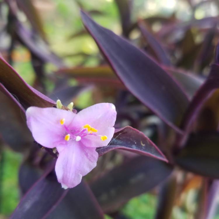 Plant image Tradescantia pallida 'Purpurea' syn. Tradescantia pallida 'Purple Heart'