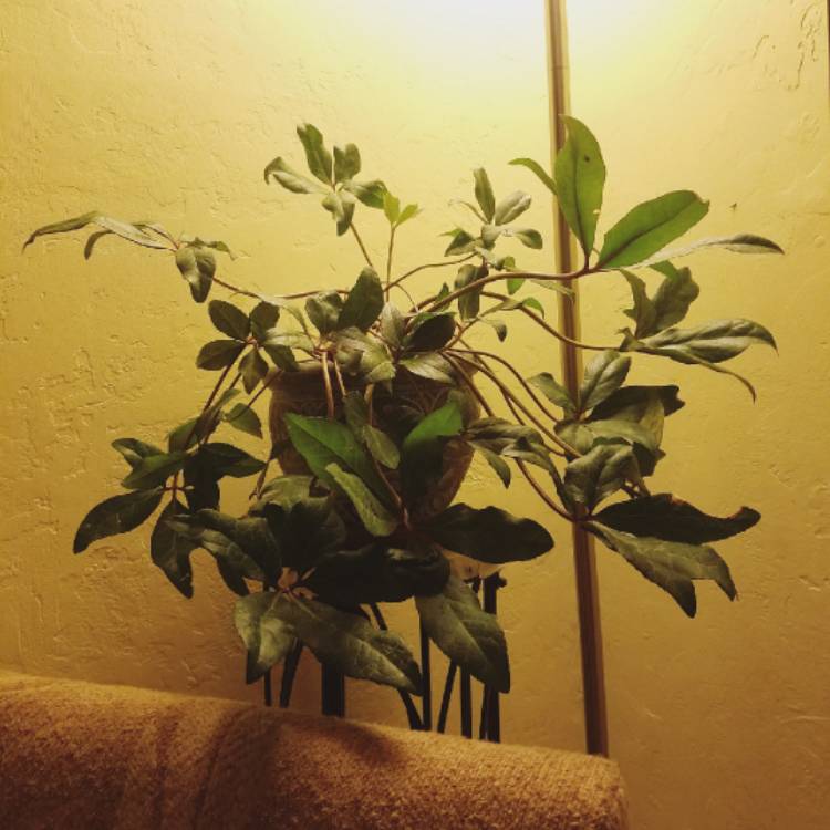 plant image 1311821