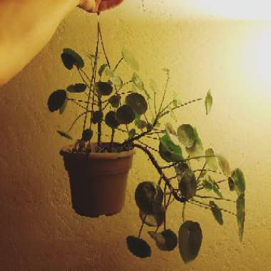 Pilea peperomioides