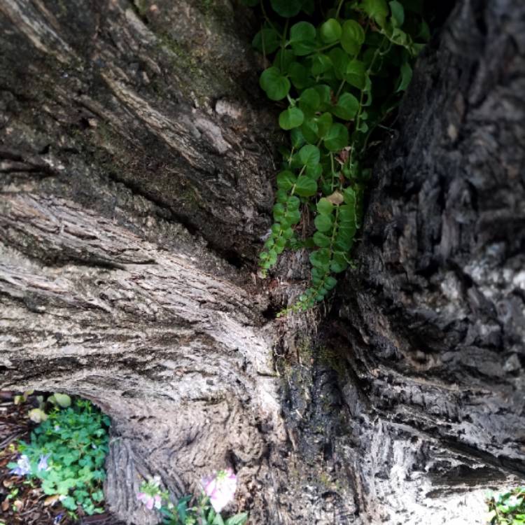 plant image 1319377