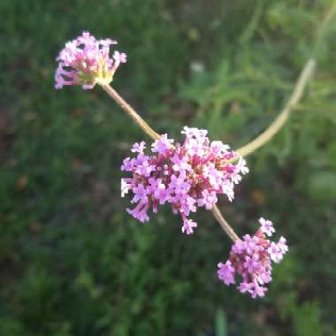 Verbena bonariensis