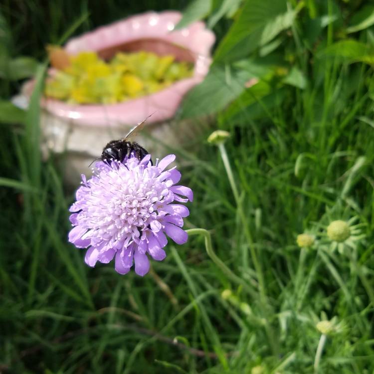 plant image 1333572
