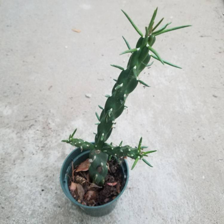 plant image 1348456