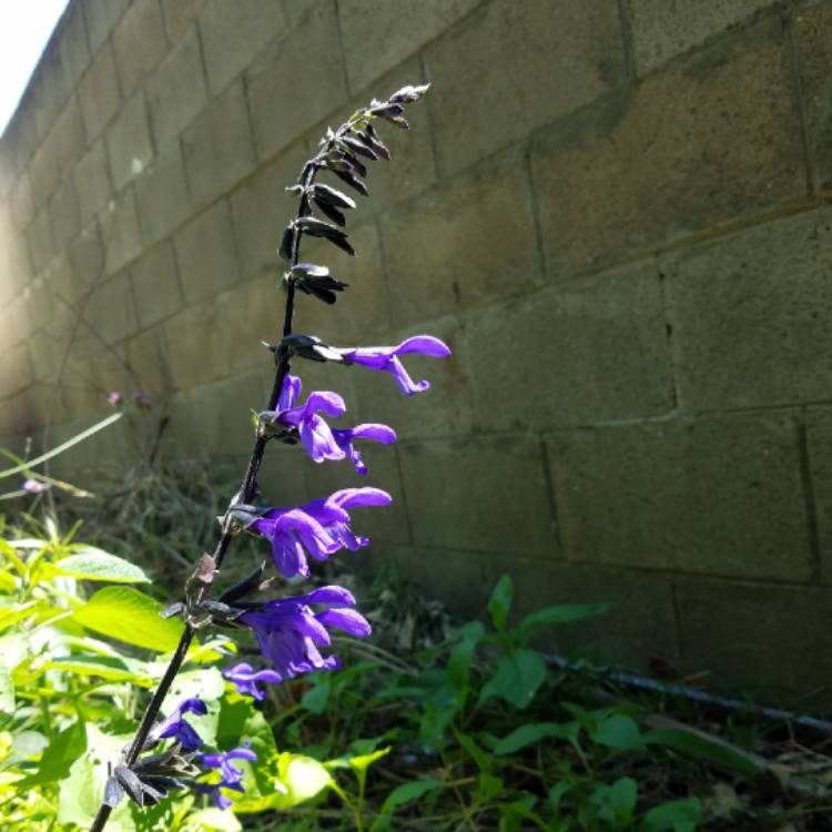 Plant image Salvia Black and Bloom