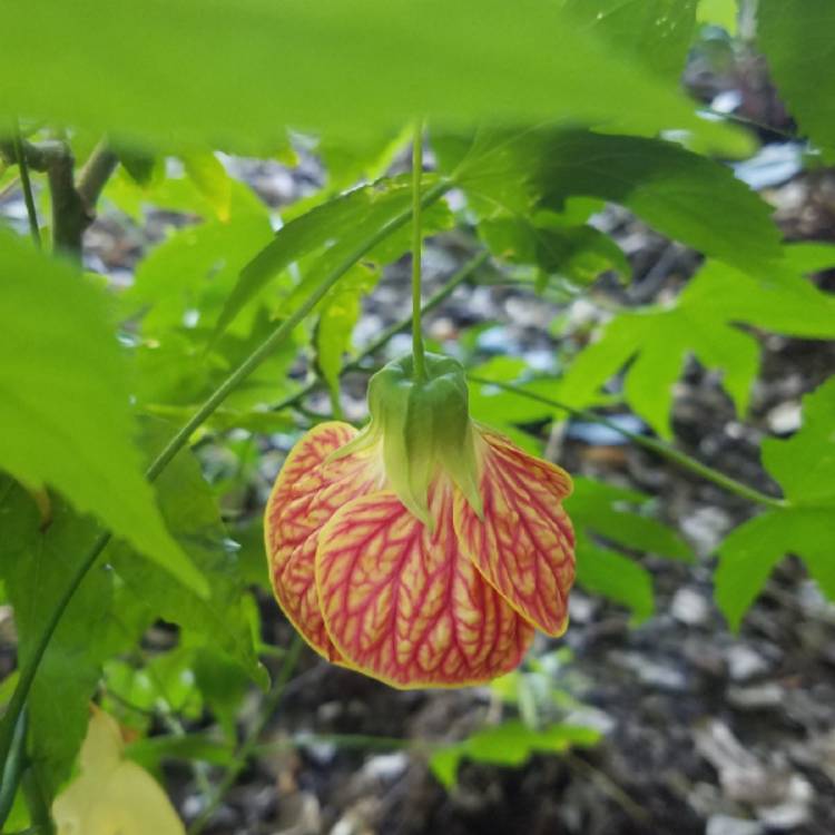 Plant image Abutilon 'Tiger Eye'