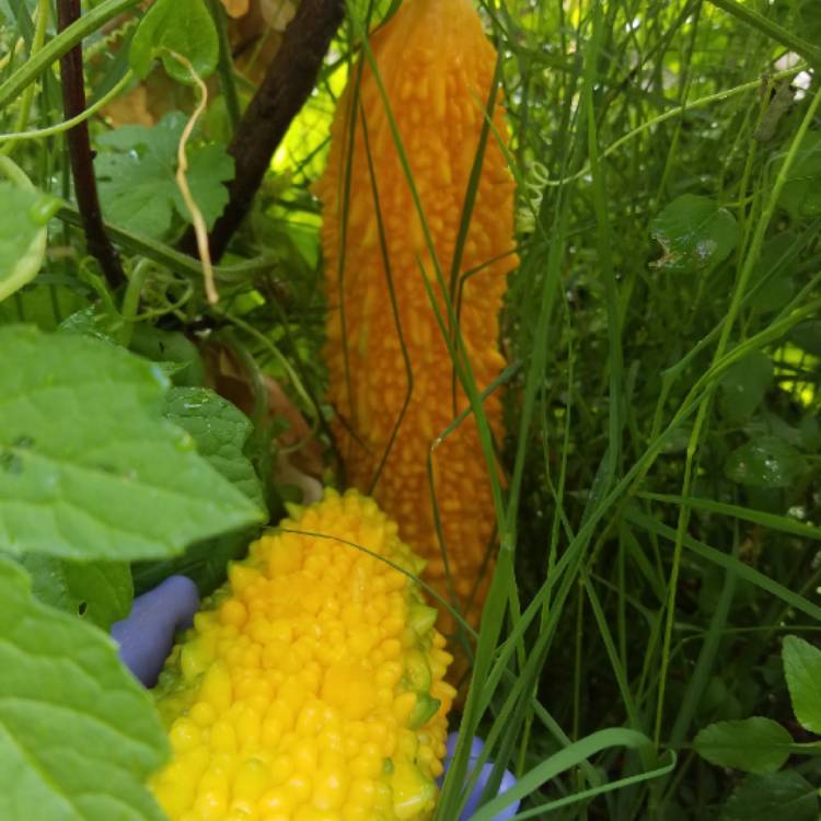 plant image 1370384 plant image 1370384