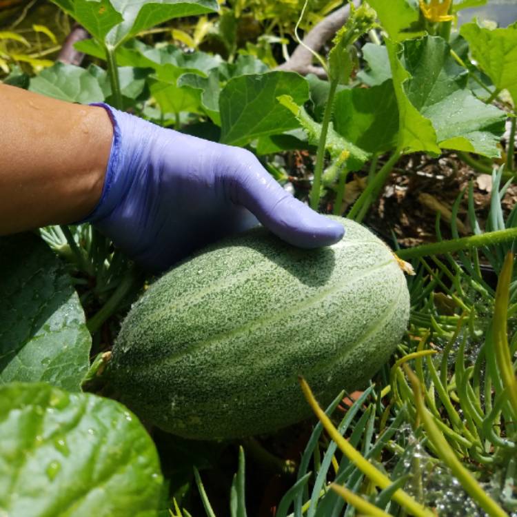 plant image 1370577