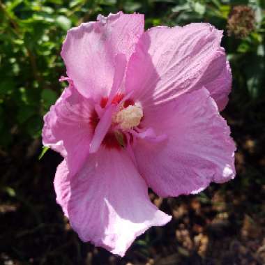 Hibiscus syriacus