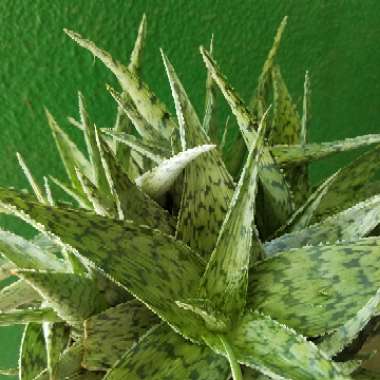 Aloe ‘Doran Black'