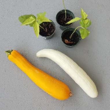 Vigna unguiculata subsp. sesquipedalis