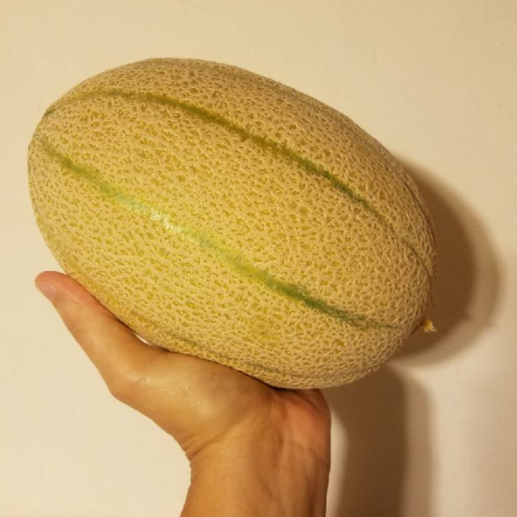 Plant image Cucumis melo var. cantalupensis