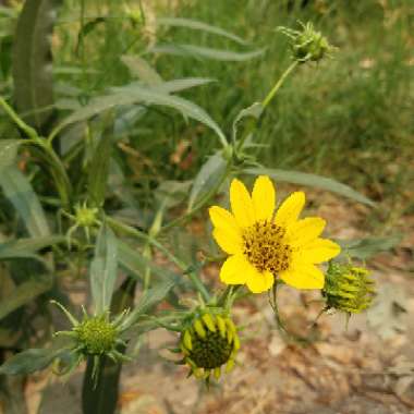 Helianthus californicus 