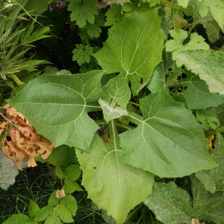 plant image 1389667