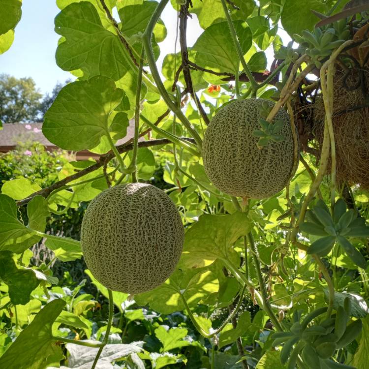 plant image 1396170