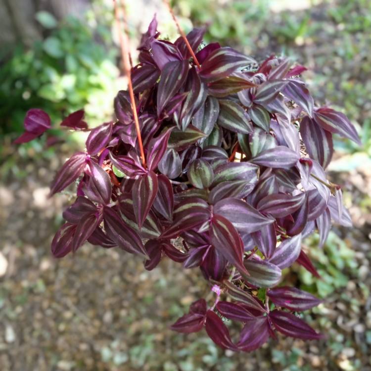 plant image 1396328 plant image 1396328