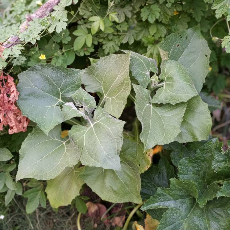 plant image 1399997